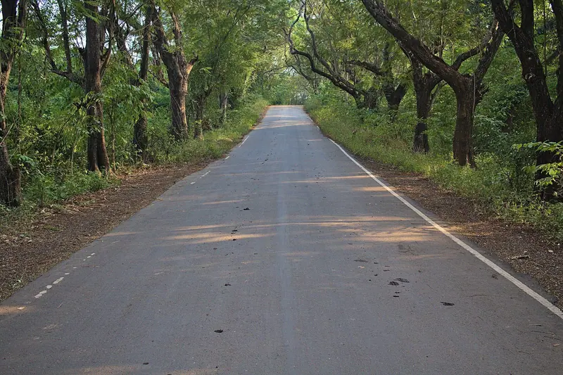 A tree lined road through Aarey Colony, Goregaon East, Mumbai